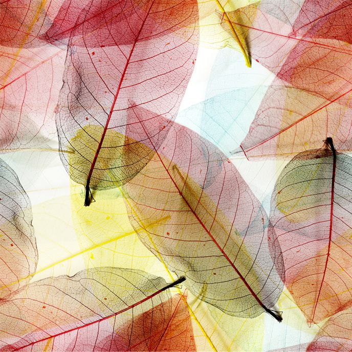 FF2073 Autumn Leaves- Digital Print 100% Quilting Cotton